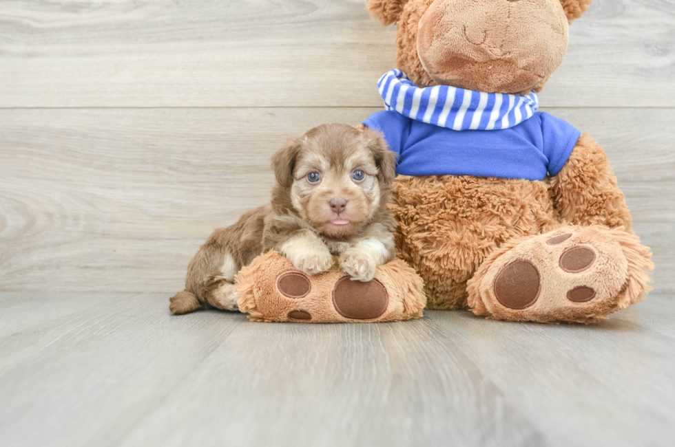 7 week old Havapoo Puppy For Sale - Premier Pups