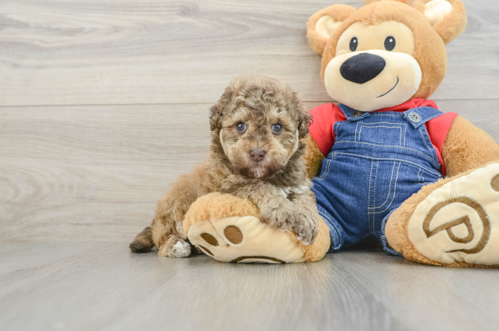 5 week old Havapoo Puppy For Sale - Premier Pups