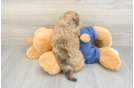 Hypoallergenic Havadoodle Poodle Mix Puppy