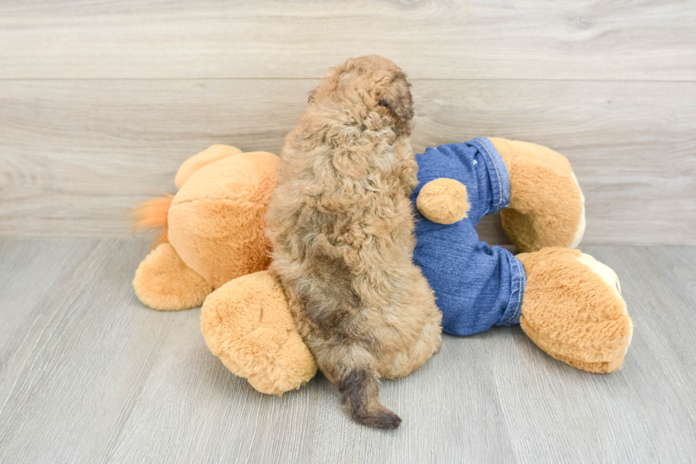 Hypoallergenic Havadoodle Poodle Mix Puppy