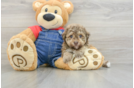 Havapoo Pup Being Cute