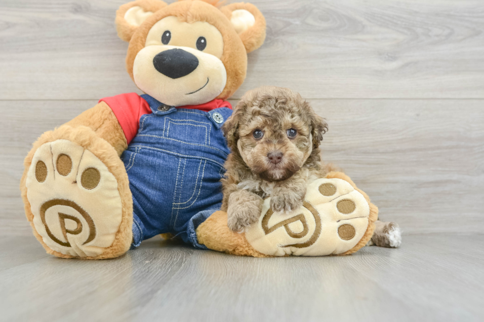 Havapoo Pup Being Cute