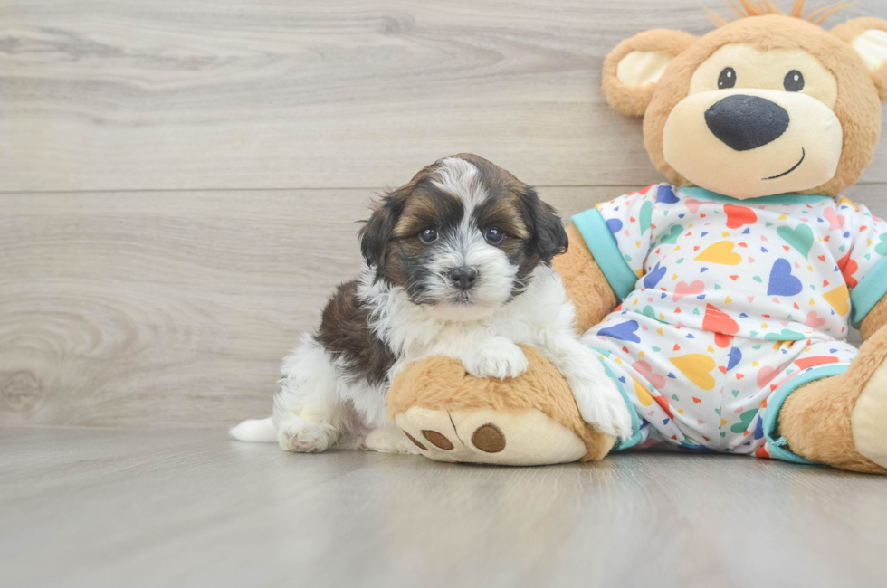5 week old Havapoo Puppy For Sale - Premier Pups