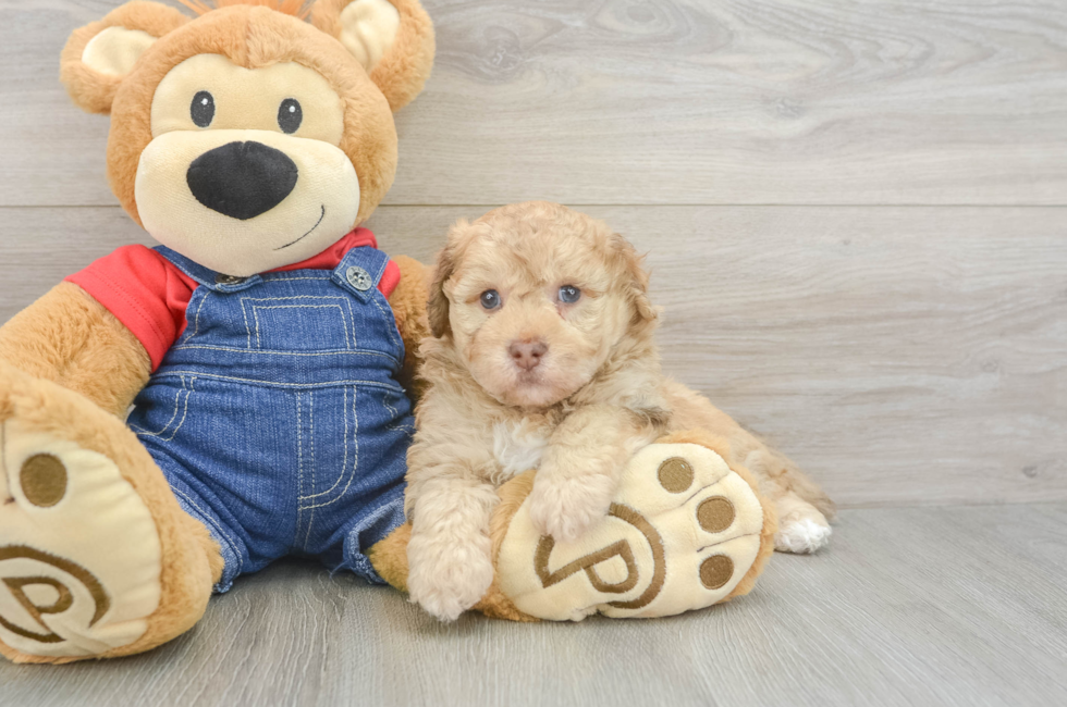 5 week old Havapoo Puppy For Sale - Premier Pups