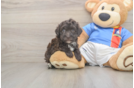 Havapoo Puppy for Adoption