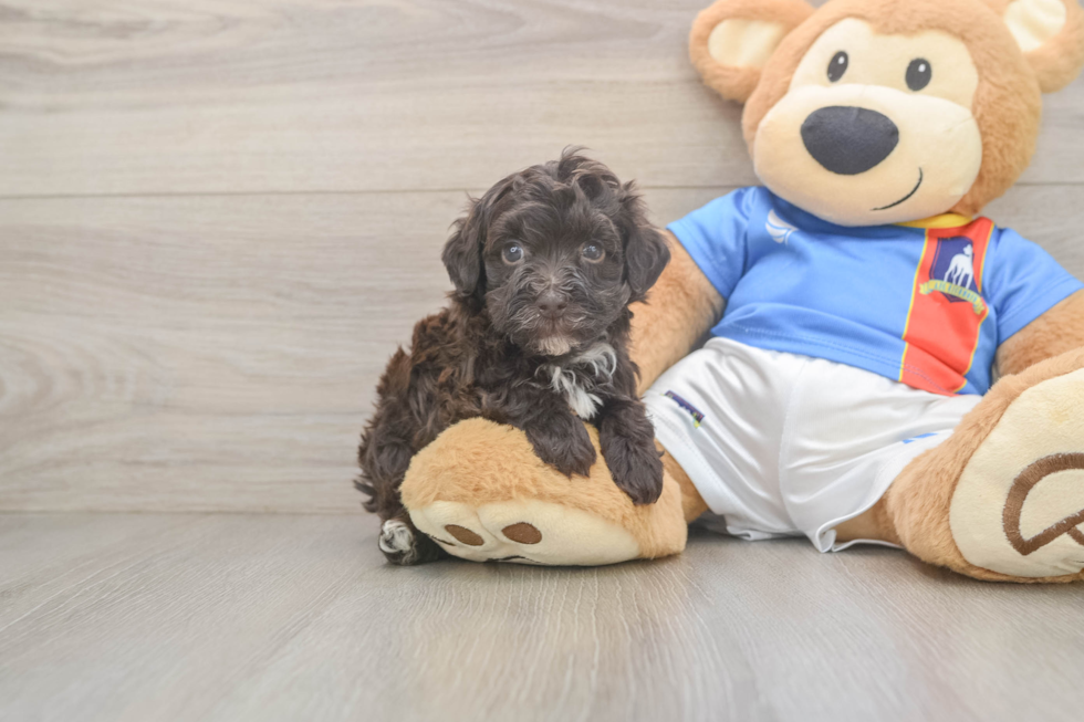 Havapoo Puppy for Adoption