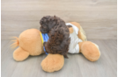 Popular Havapoo Poodle Mix Pup