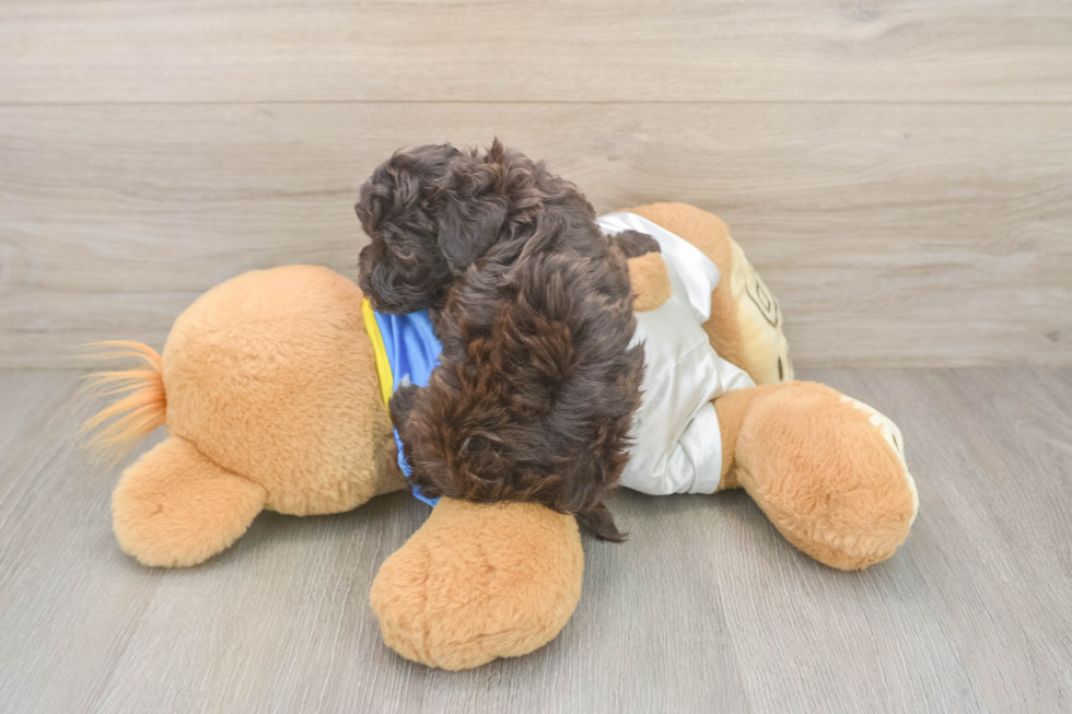 Popular Havapoo Poodle Mix Pup
