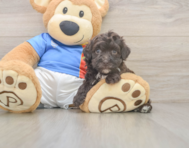 6 week old Havapoo Puppy For Sale - Premier Pups