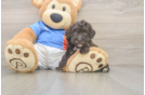 Small Havapoo Baby