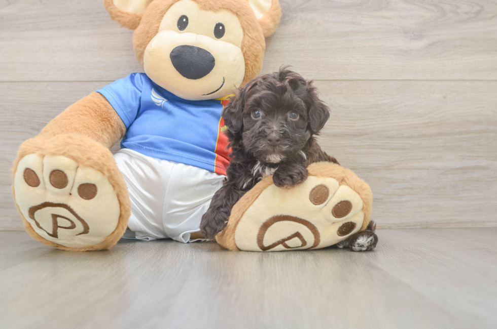 5 week old Havapoo Puppy For Sale - Premier Pups