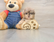 7 week old Havapoo Puppy For Sale - Premier Pups