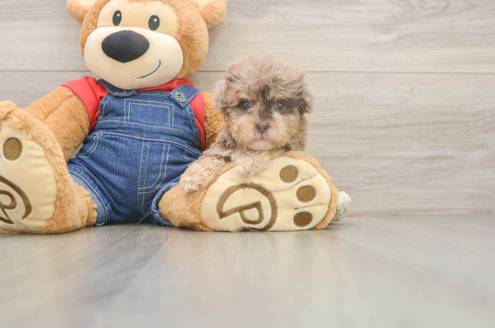 5 week old Havapoo Puppy For Sale - Premier Pups