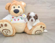 7 week old Havapoo Puppy For Sale - Premier Pups