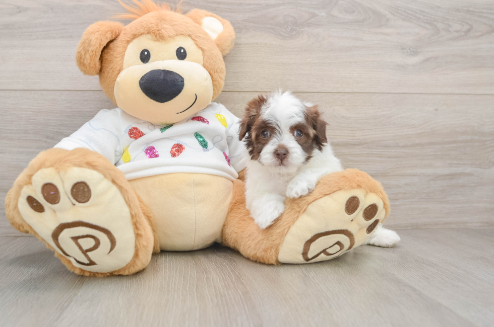 5 week old Havapoo Puppy For Sale - Premier Pups