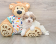 9 week old Havapoo Puppy For Sale - Premier Pups
