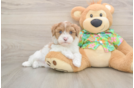 Havapoo Puppy for Adoption