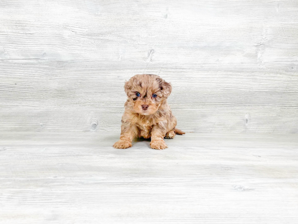 Adorable Havanese Poodle Mix Puppy