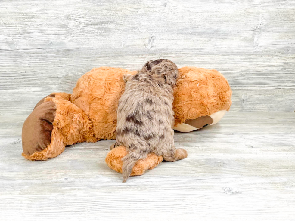 Adorable Havanese Poodle Mix Puppy