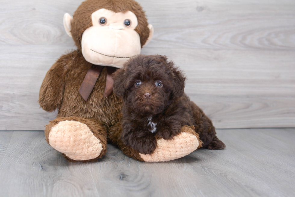 Little Havadoodle Poodle Mix Puppy