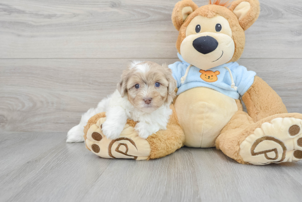 Playful Havadoodle Poodle Mix Puppy