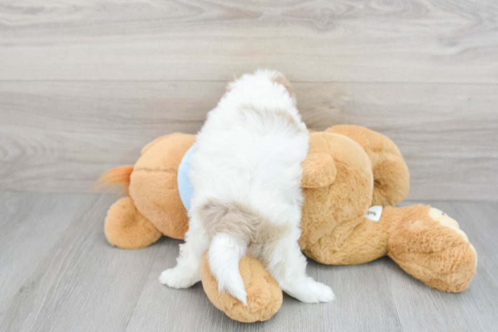 Fluffy Havapoo Poodle Mix Pup