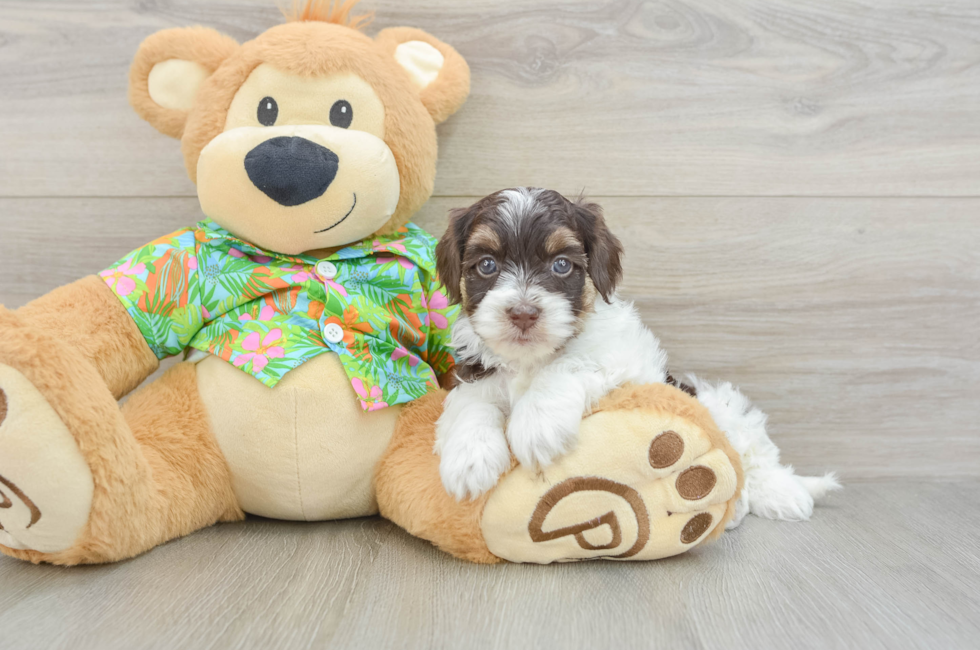 5 week old Havapoo Puppy For Sale - Premier Pups