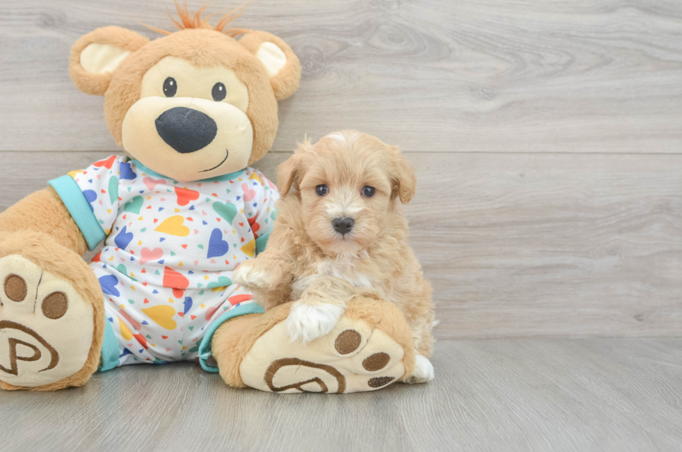 5 week old Havapoo Puppy For Sale - Premier Pups