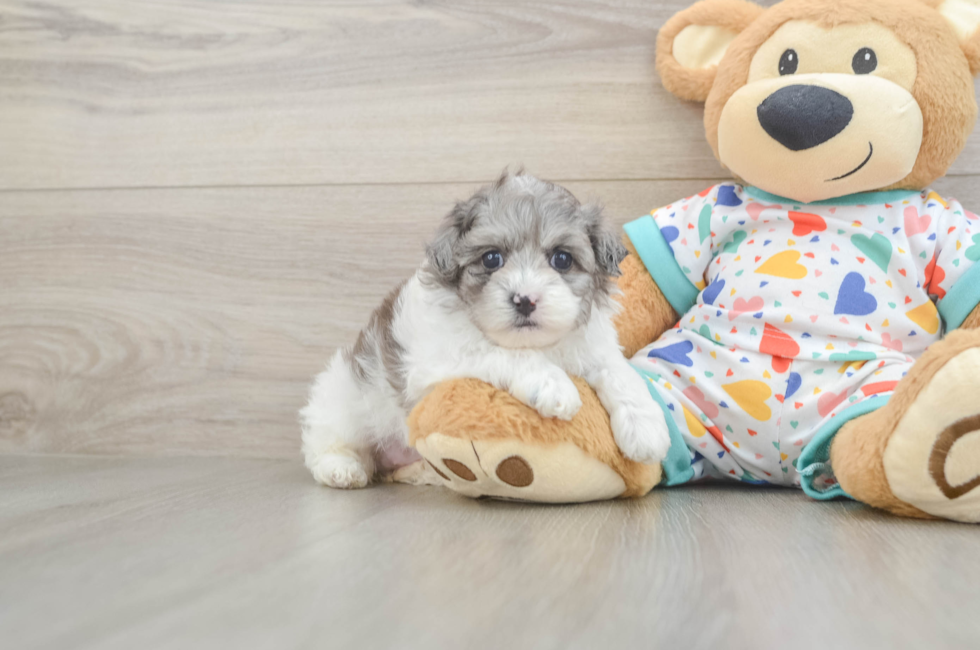 5 week old Havapoo Puppy For Sale - Premier Pups