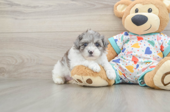 Playful Havadoodle Poodle Mix Puppy