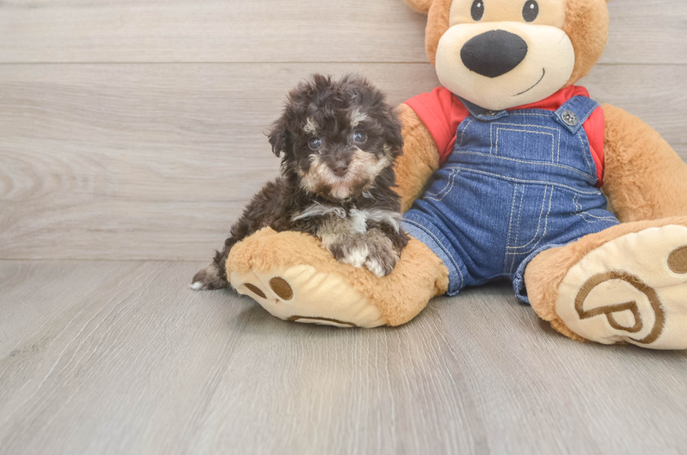 5 week old Havapoo Puppy For Sale - Premier Pups