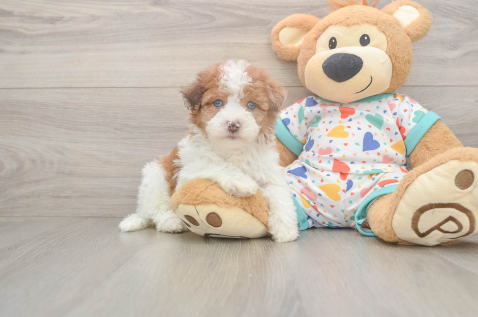 5 week old Havapoo Puppy For Sale - Premier Pups