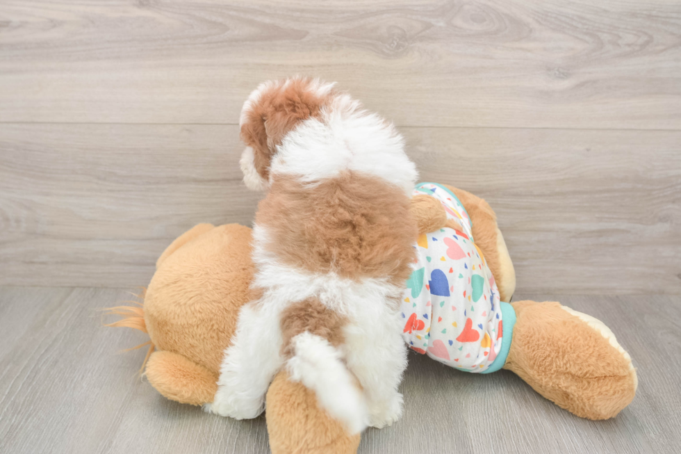 Havapoo Pup Being Cute