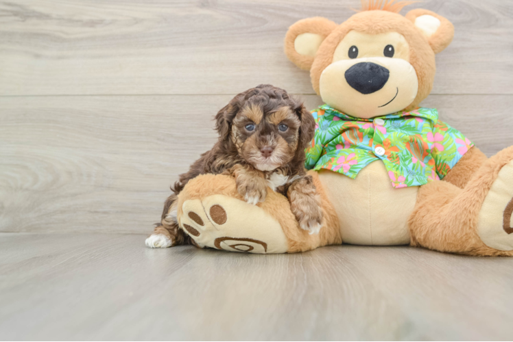 Havapoo Puppy for Adoption