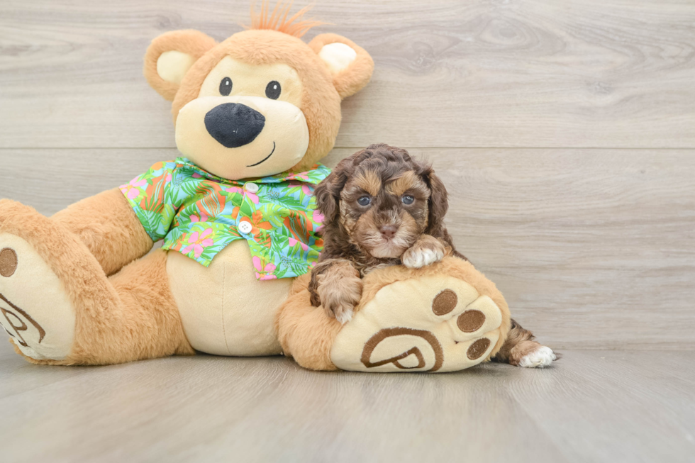 Havapoo Puppy for Adoption