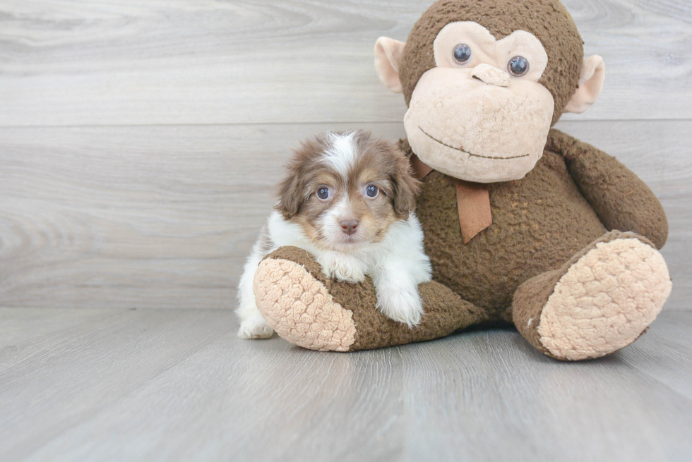 Fluffy Havapoo Poodle Mix Pup