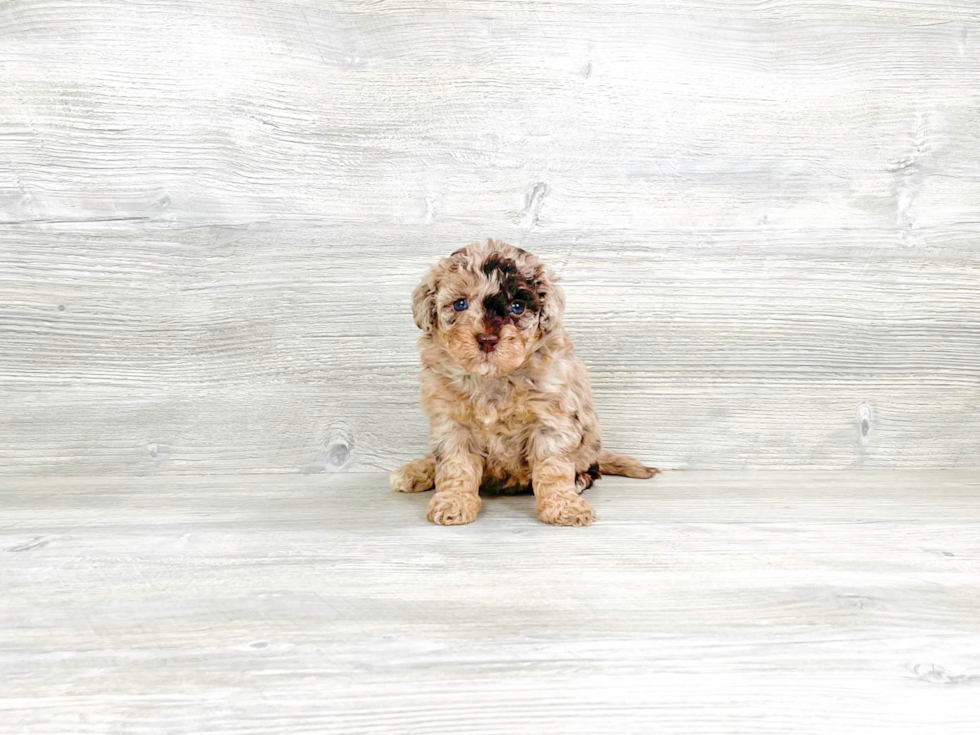 Havapoo Pup Being Cute