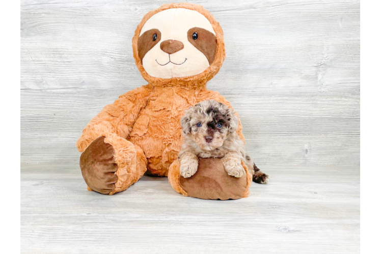 Cute Havanese Poodle Mix Puppy