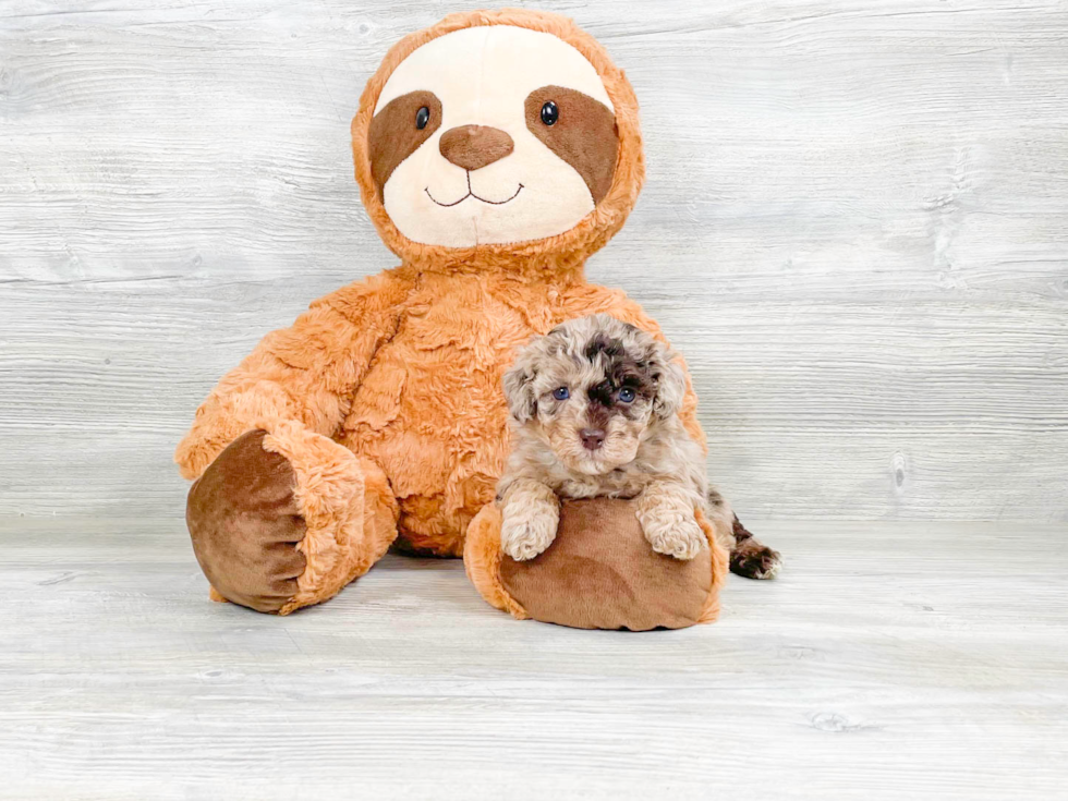 Cute Havanese Poodle Mix Puppy