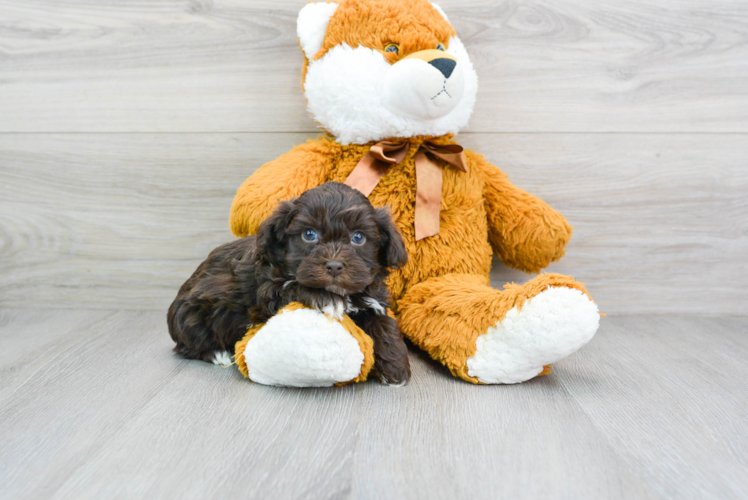 Popular Havapoo Poodle Mix Pup