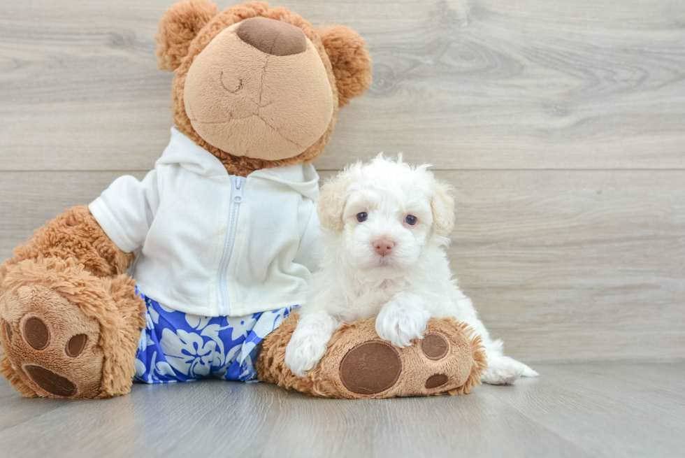 Popular Havapoo Poodle Mix Pup