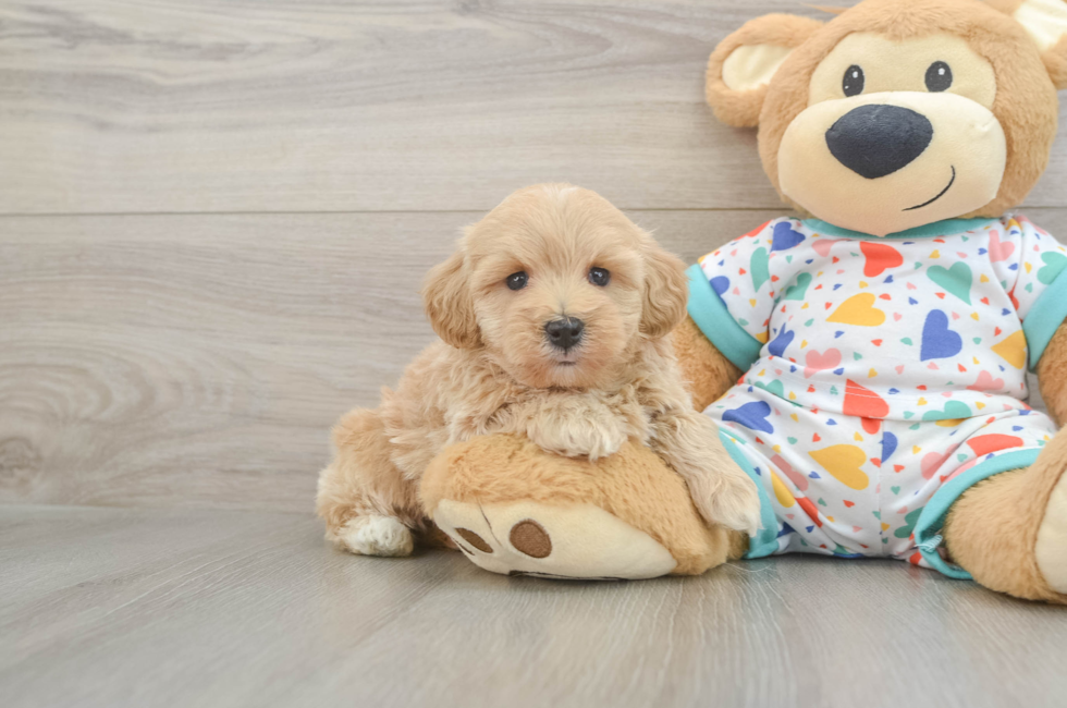 5 week old Havapoo Puppy For Sale - Premier Pups