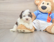 6 week old Havapoo Puppy For Sale - Premier Pups