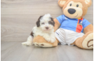 Havapoo Pup Being Cute