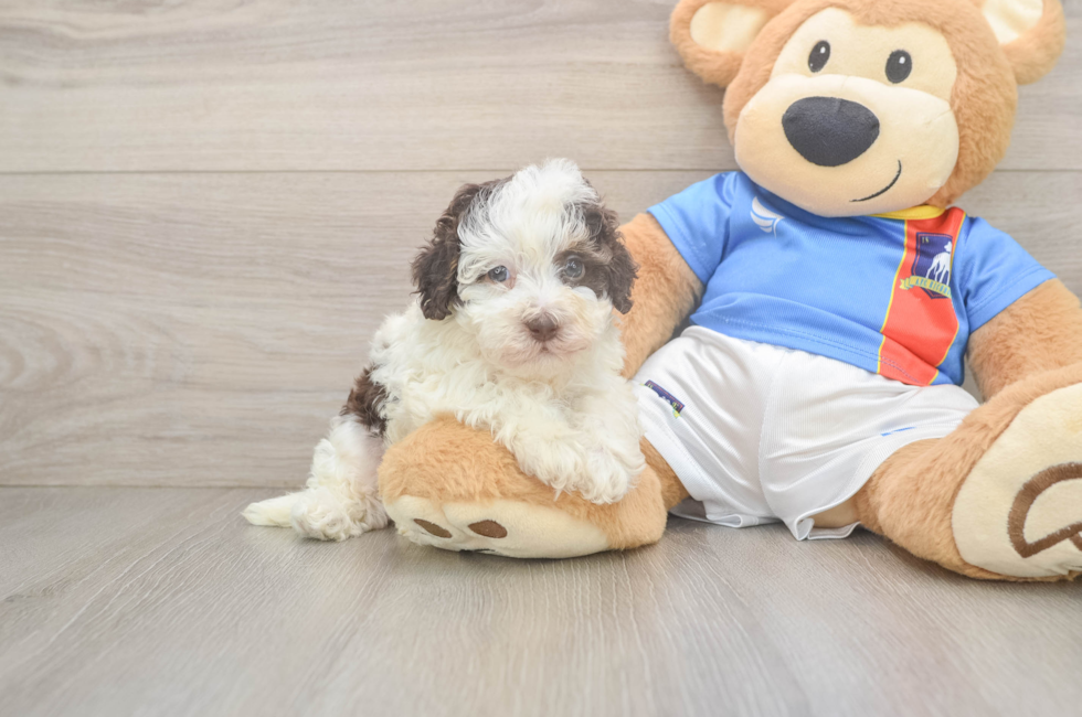 5 week old Havapoo Puppy For Sale - Premier Pups