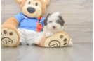 Best Havapoo Baby