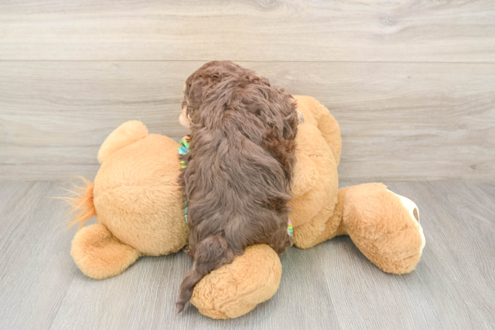 Havapoo Pup Being Cute