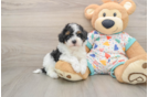 Energetic Havadoodle Poodle Mix Puppy