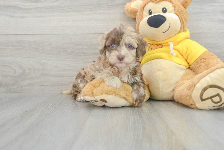 Energetic Havanese Poodle Mix Puppy