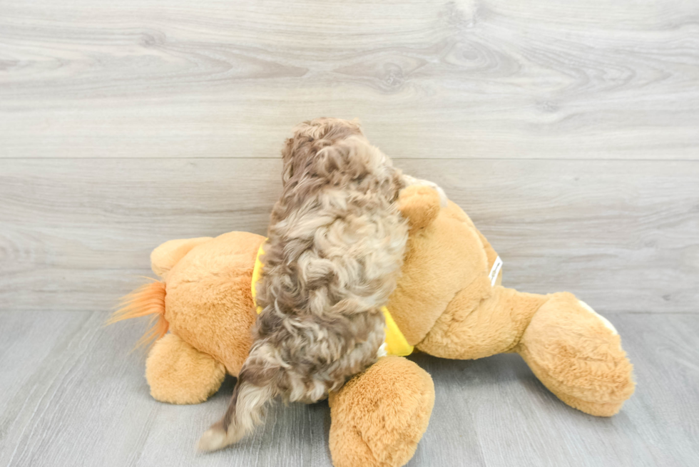 Funny Havapoo Poodle Mix Pup